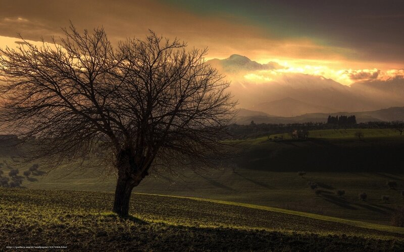 Bare Tree on Hillside — Brown