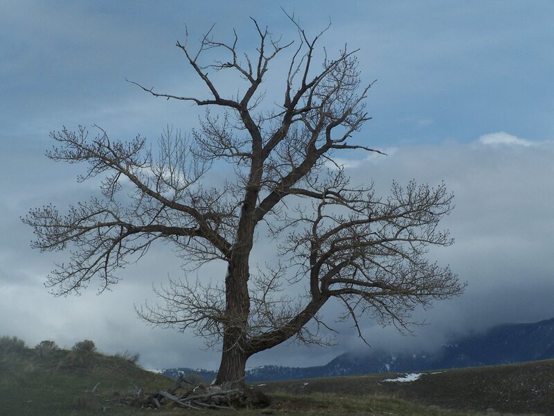 Bare Tree on Hillside — Gray