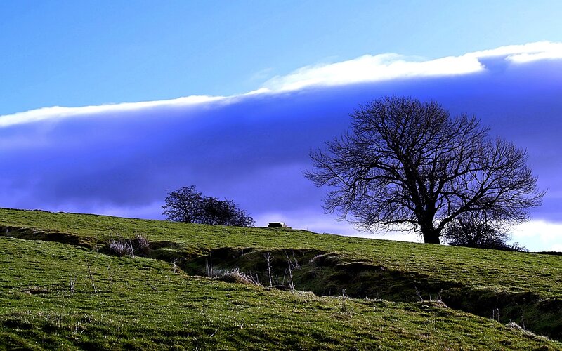 Bare Tree on Hillside — Green, Dramatic, Afternoon