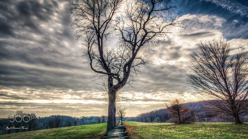 Bare Tree on Hillside — Green, Dramatic, Autumn