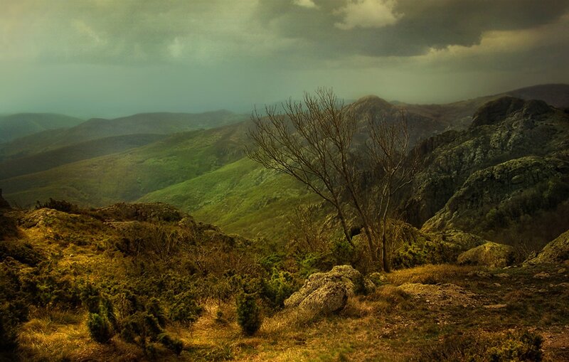 Bare Tree on Hillside — Green, Dramatic, Photograph