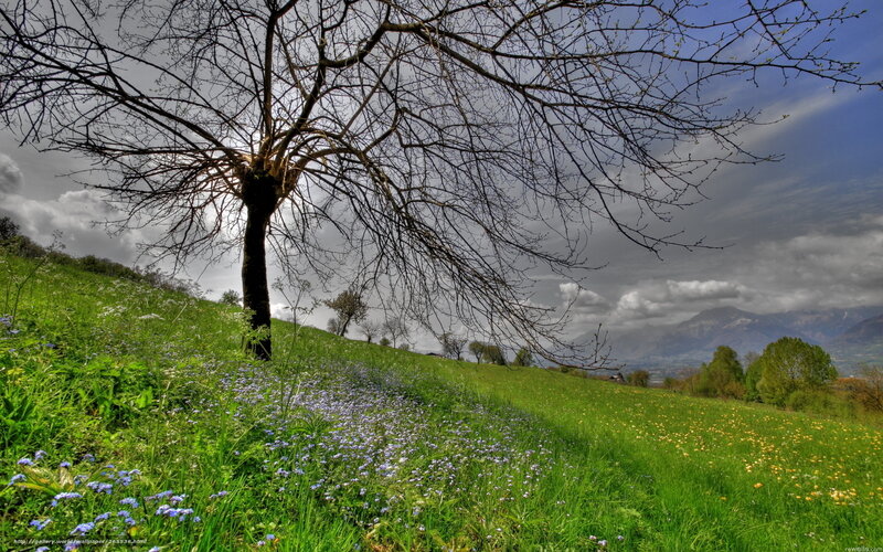 Bare Tree on Hillside — Green, Dramatic, Spring