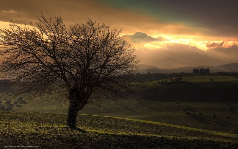 Bare Tree on Hillside — Green, Dramatic, Sunset, Photograph, Mountains, Hills, Clouds