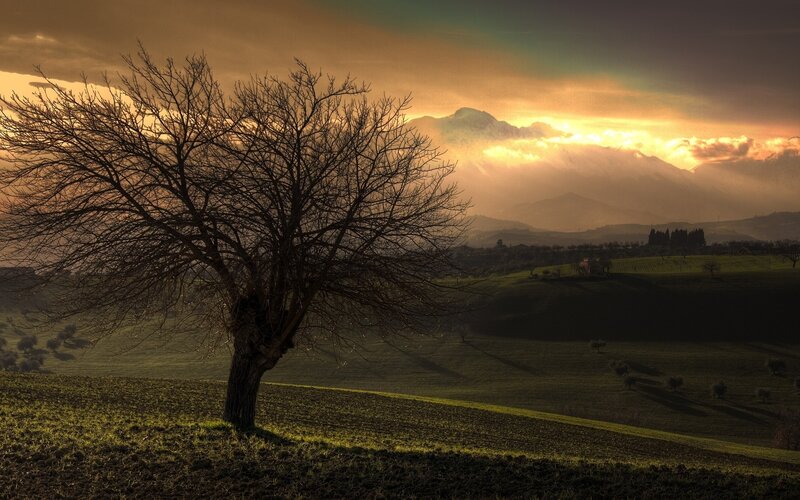 Bare Tree on Hillside — Green, Dramatic, Sunset, Photograph, Mountains, Hills