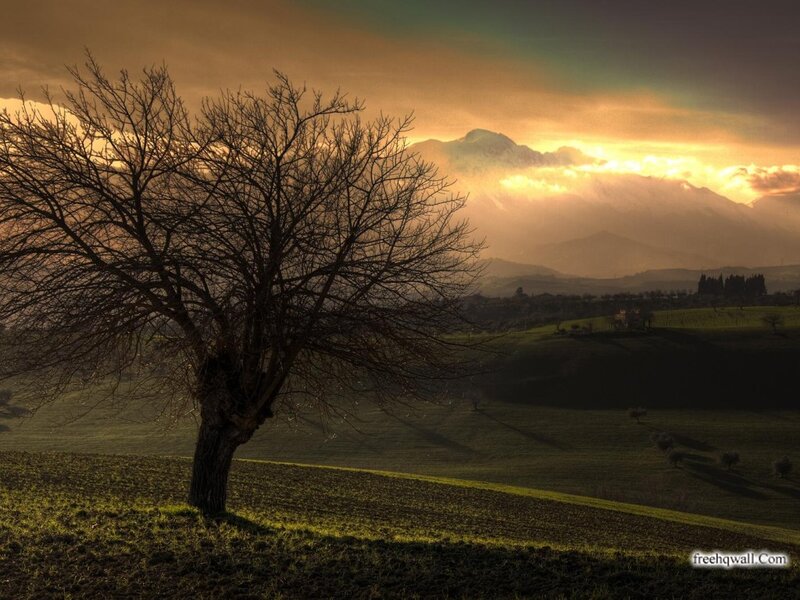 Bare Tree on Hillside — Green, Dramatic, Sunset, Photograph, Mountains