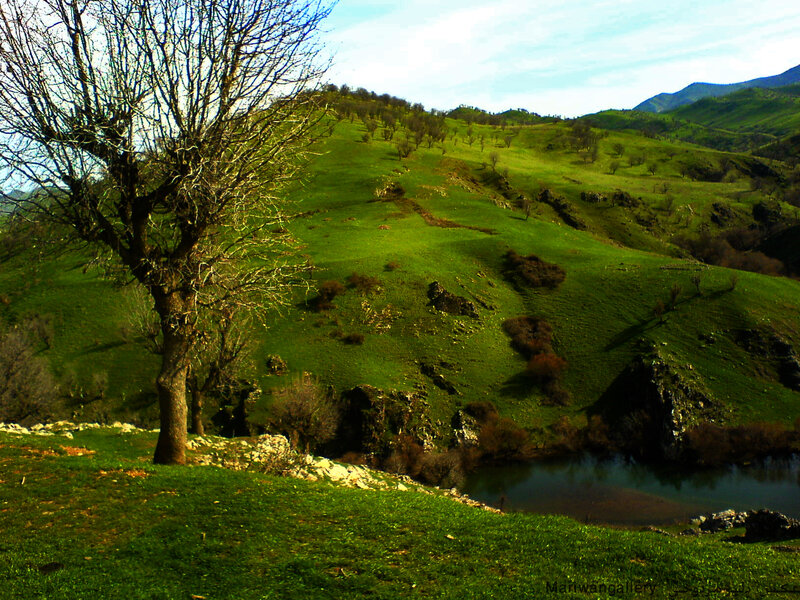 Bare Tree on Hillside — Green, Serene, Afternoon