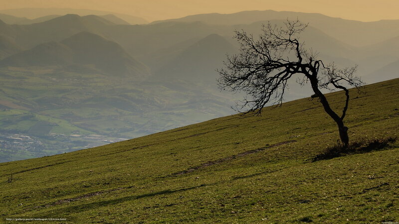 Bare Tree on Hillside — Green, Serene, Sunset, Photograph