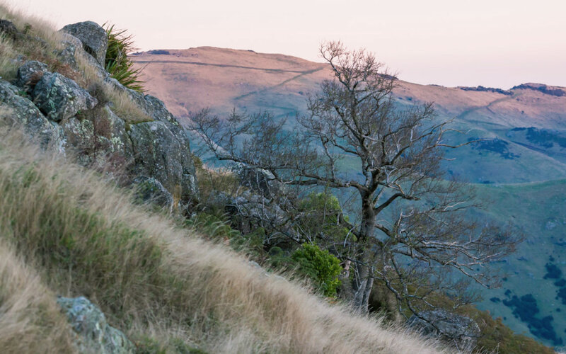 Bare Tree on Hillside — Green, Serene, Sunset