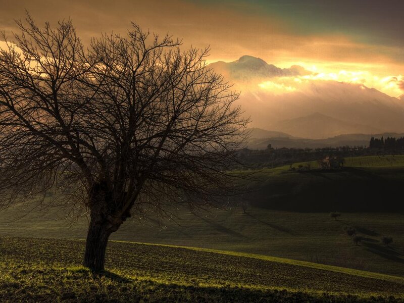 Bare Tree on Hillside — Green, Serene