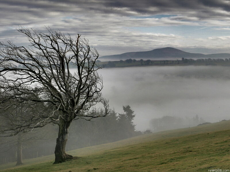 Bare Tree on Hillside — Green