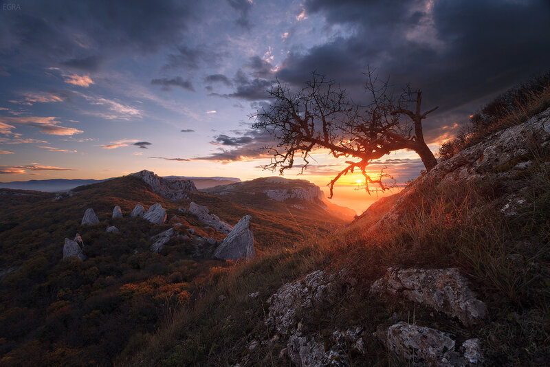 Bare Tree on Hillside — Orange, Dramatic