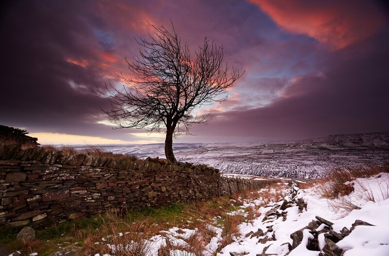 Bare Tree on Hillside — Purple, Dramatic, Winter