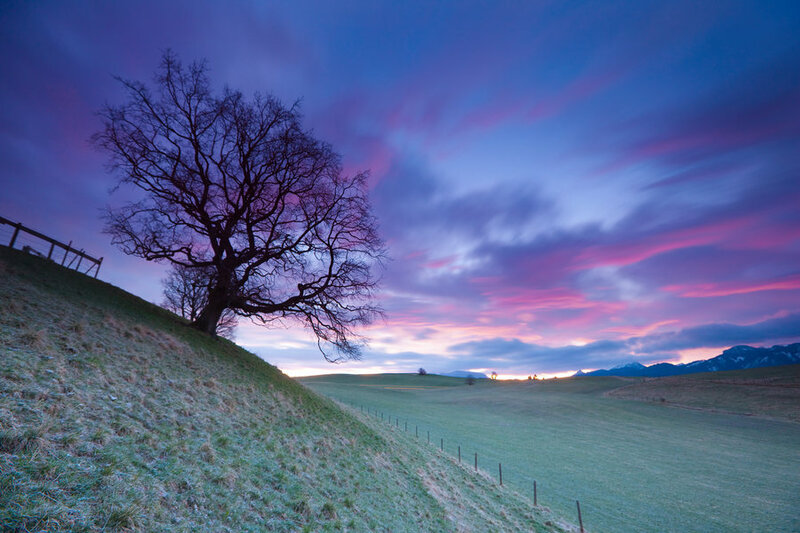 Bare Tree on Hillside — Purple