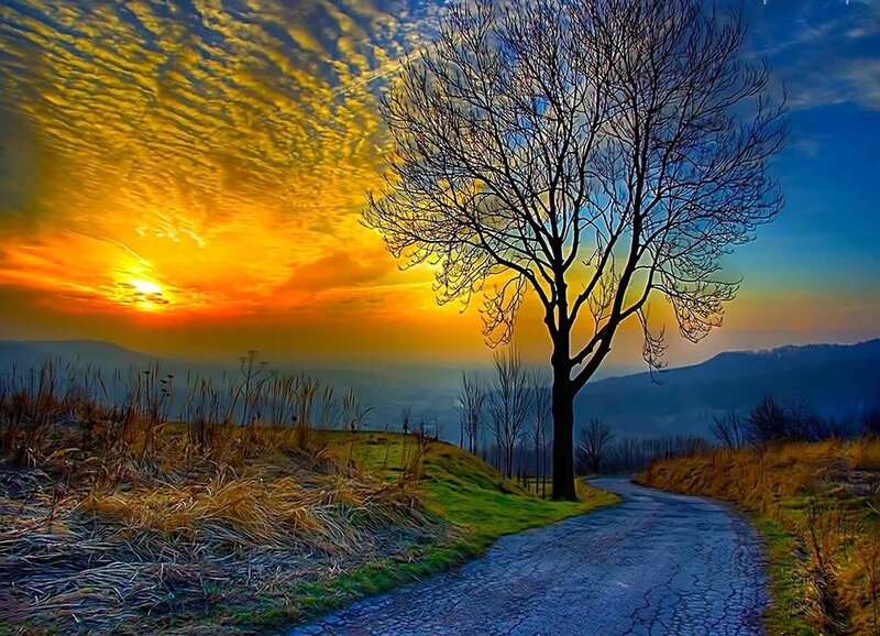 Bare Tree on Hillside — Yellow