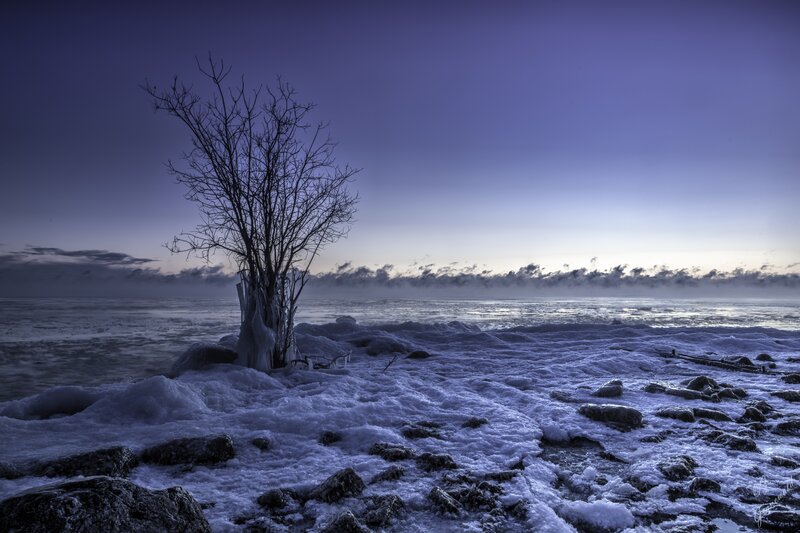 Bare Tree on Icy Shore — Blue