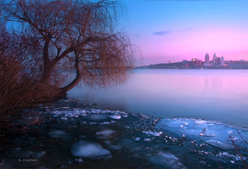 Bare Tree on Icy Shore