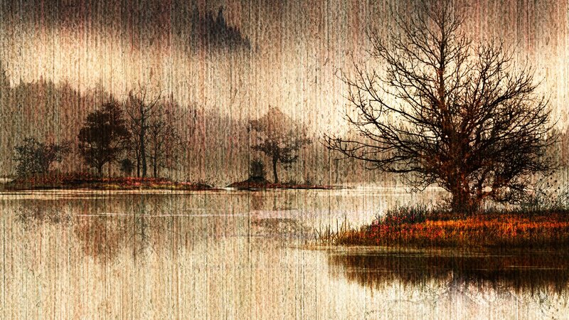 Bare Tree on Island