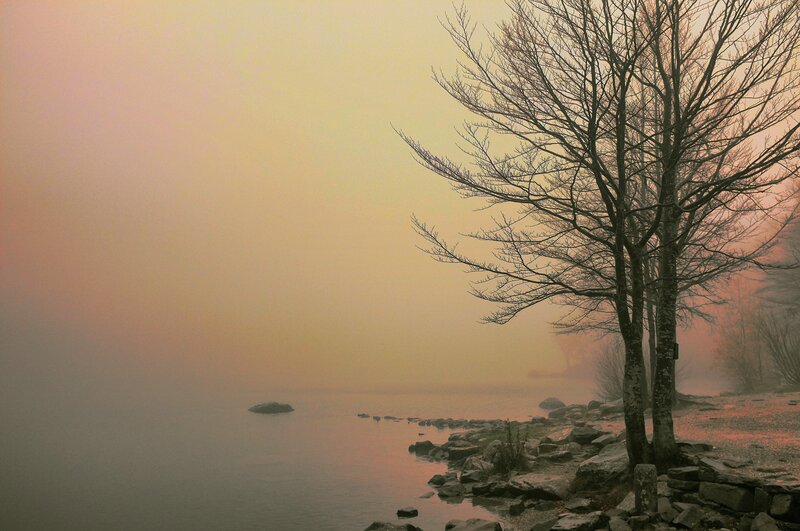 Bare Tree on Lake Shore — Pink