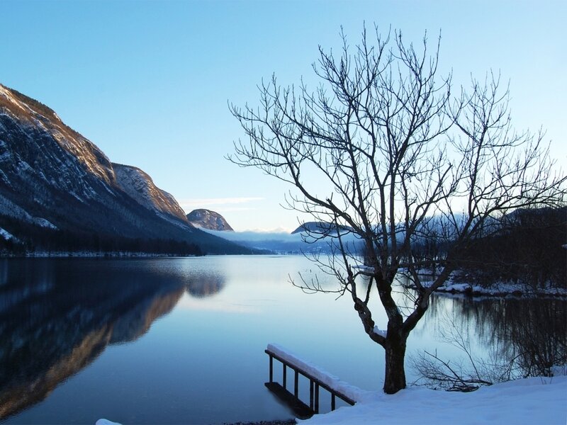 Bare Tree on Lake Shore