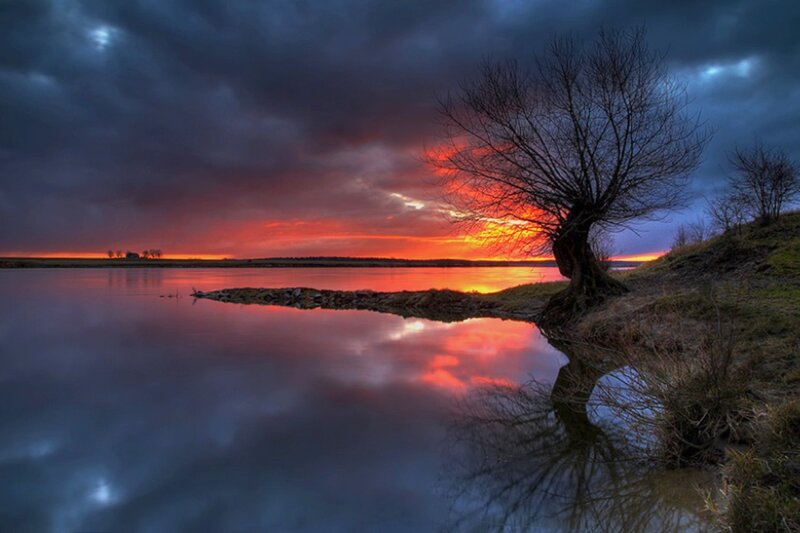 Bare Tree on Riverbank