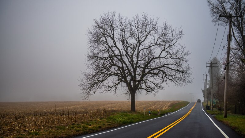 Bare Tree on Roadside