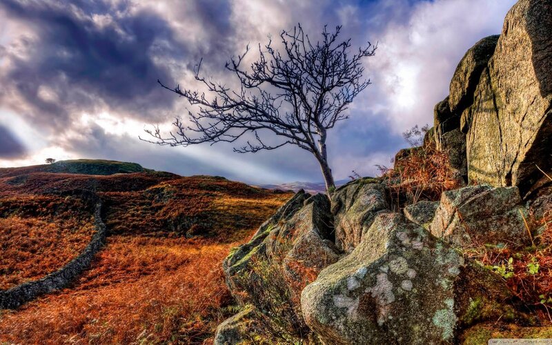 Bare Tree on Rocky Hill — Brown, Dramatic, Autumn, Photograph