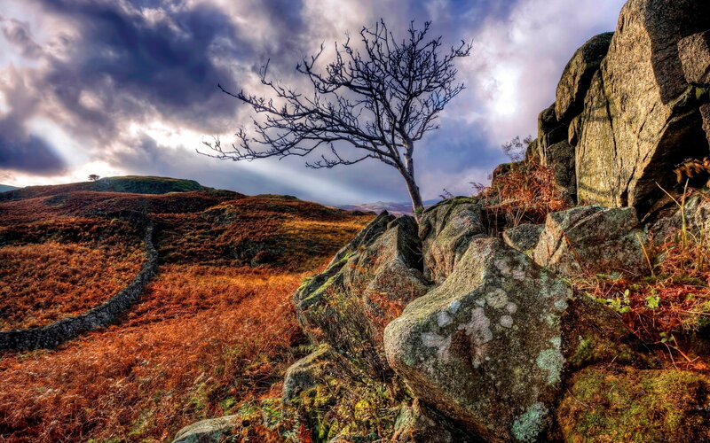 Bare Tree on Rocky Hill — Brown, Dramatic, Autumn