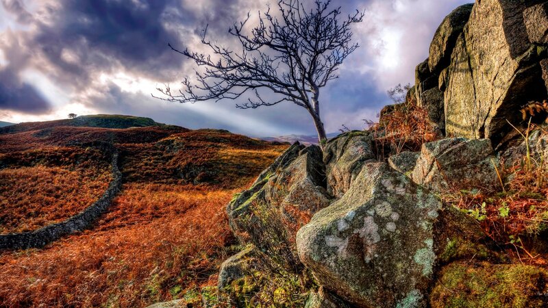 Bare Tree on Rocky Hill — Brown, Dramatic