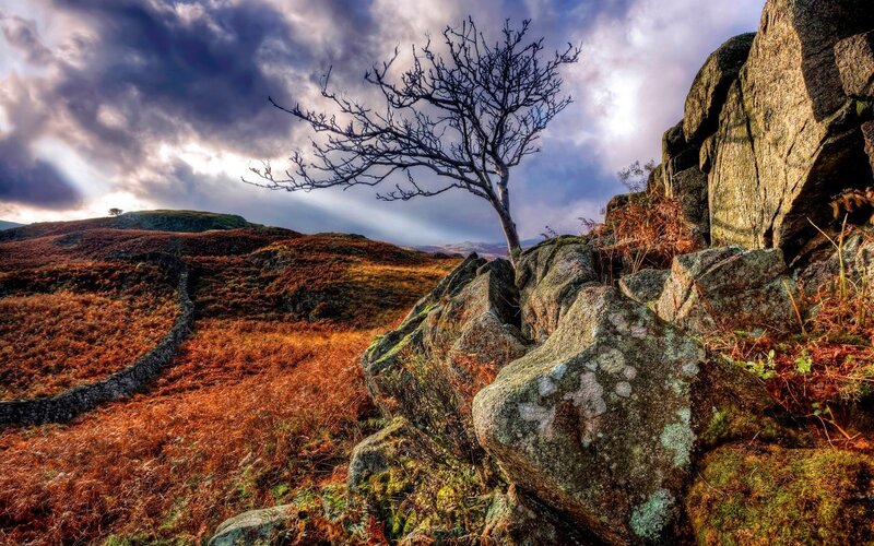 Bare Tree on Rocky Hill — Brown