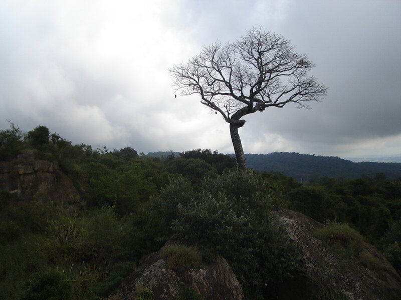 Bare Tree on Rocky Hill — Gray