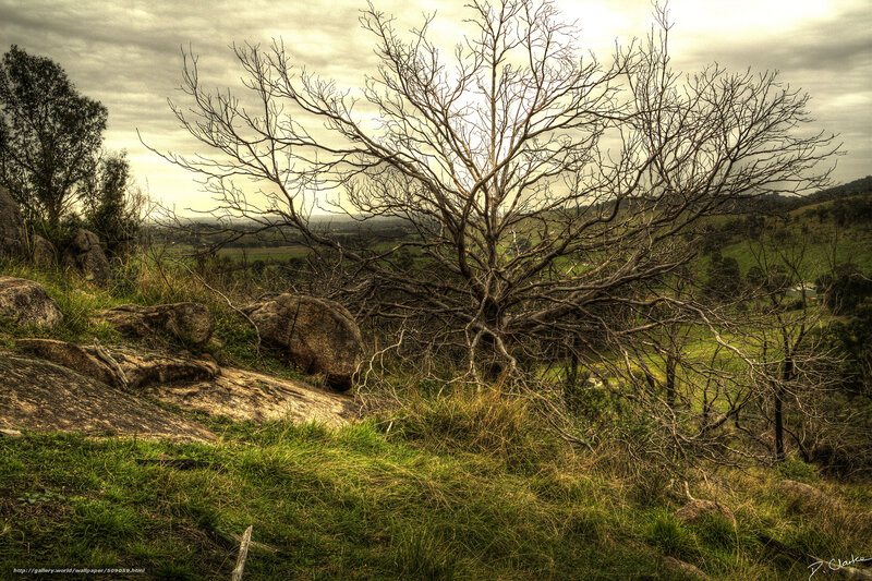 Bare Tree on Rocky Hill — Green