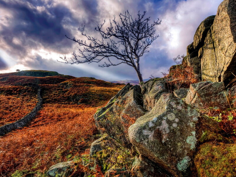 Bare Tree on Rocky Hill