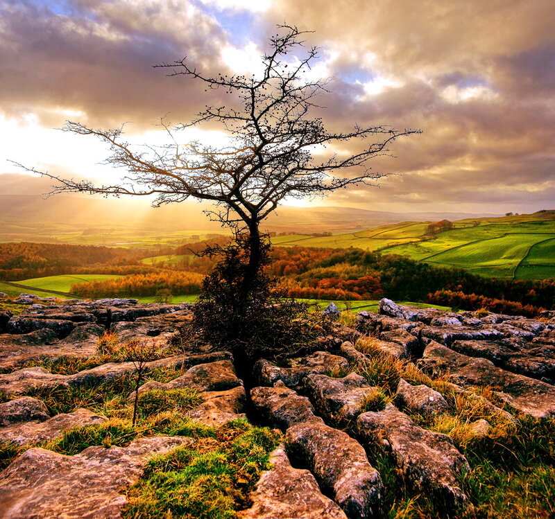 Bare Tree on Rocky Outcrop