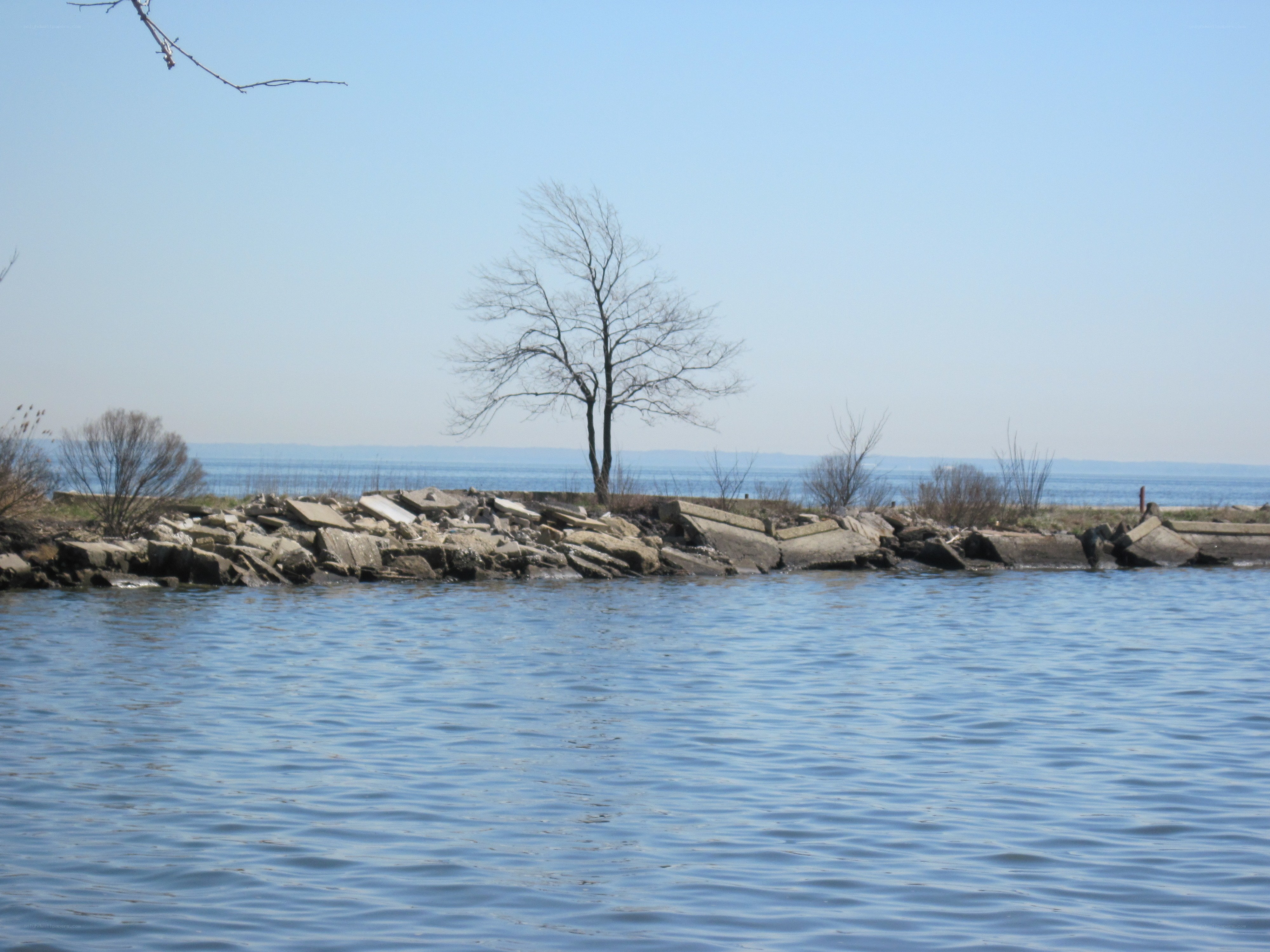 bare tree on rocky shore