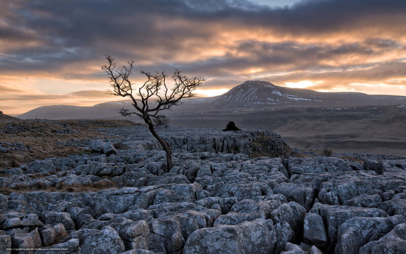 Bare Tree on Rocky Terrain