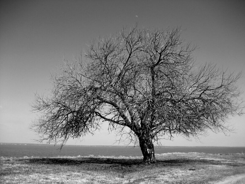 Bare Tree on Shore — Black