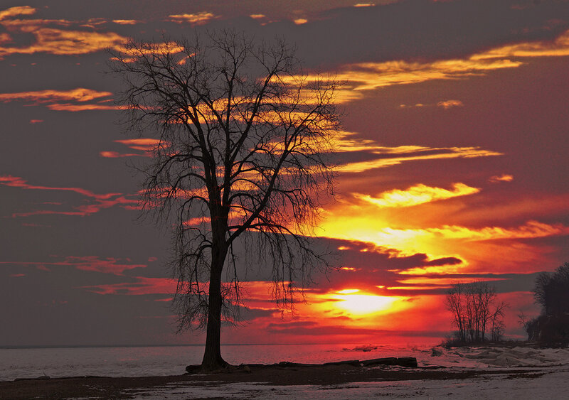 Bare Tree on Shore