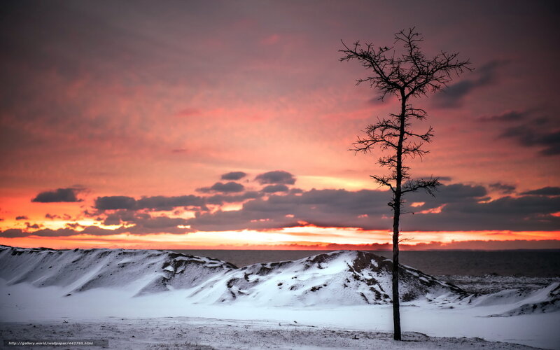 Bare Tree on Snowy Dunes