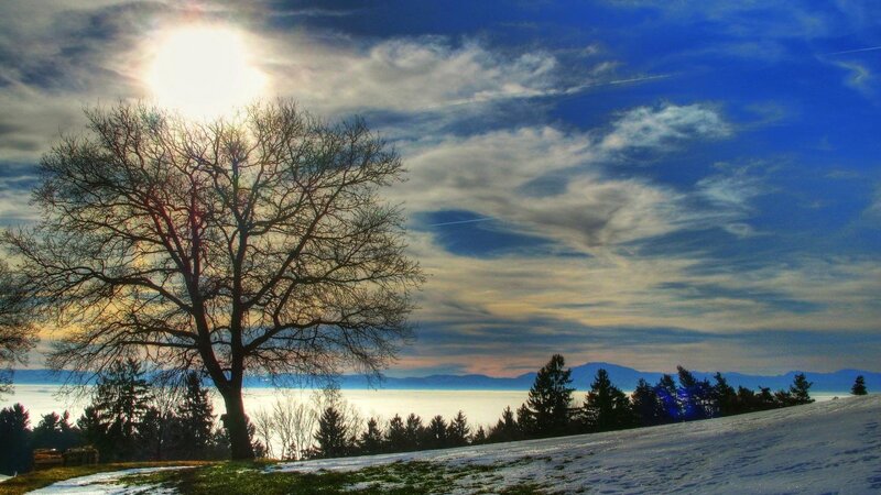 Bare Tree on Snowy Hill — Blue, Dramatic