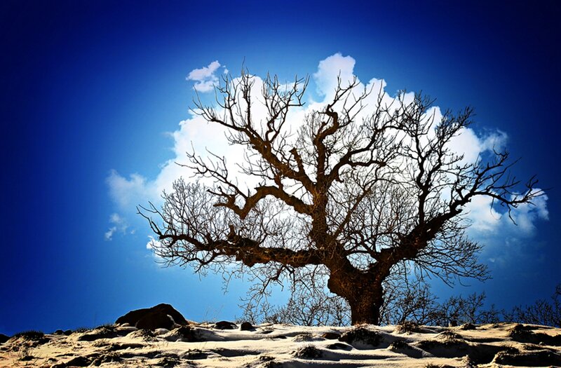 Bare Tree on Snowy Hill — Blue, Dramatic, Winter