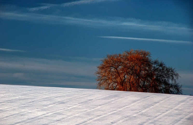 Bare Tree on Snowy Hill — Blue, Serene