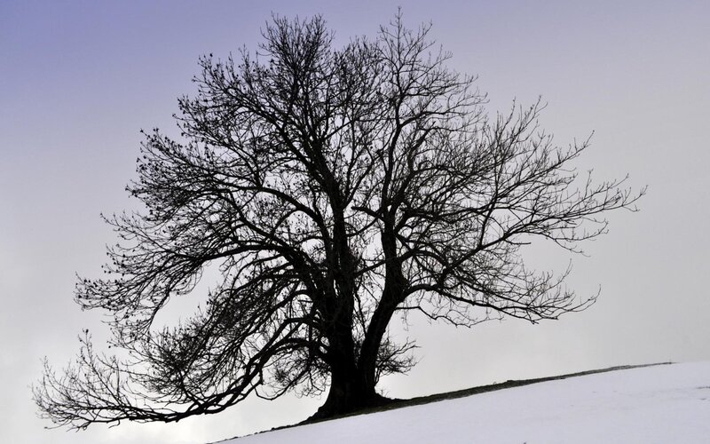 Bare tree on snowy hill