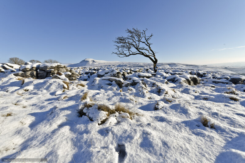 Bare Tree on Snowy Hill — White