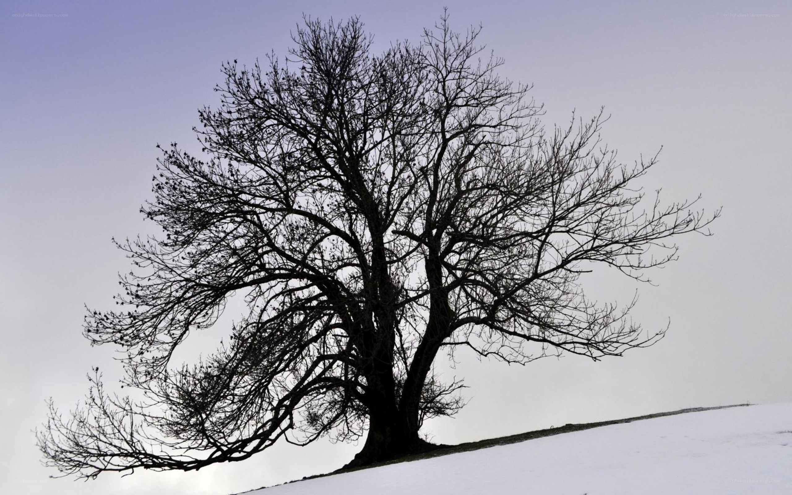 Bare tree on snowy hill