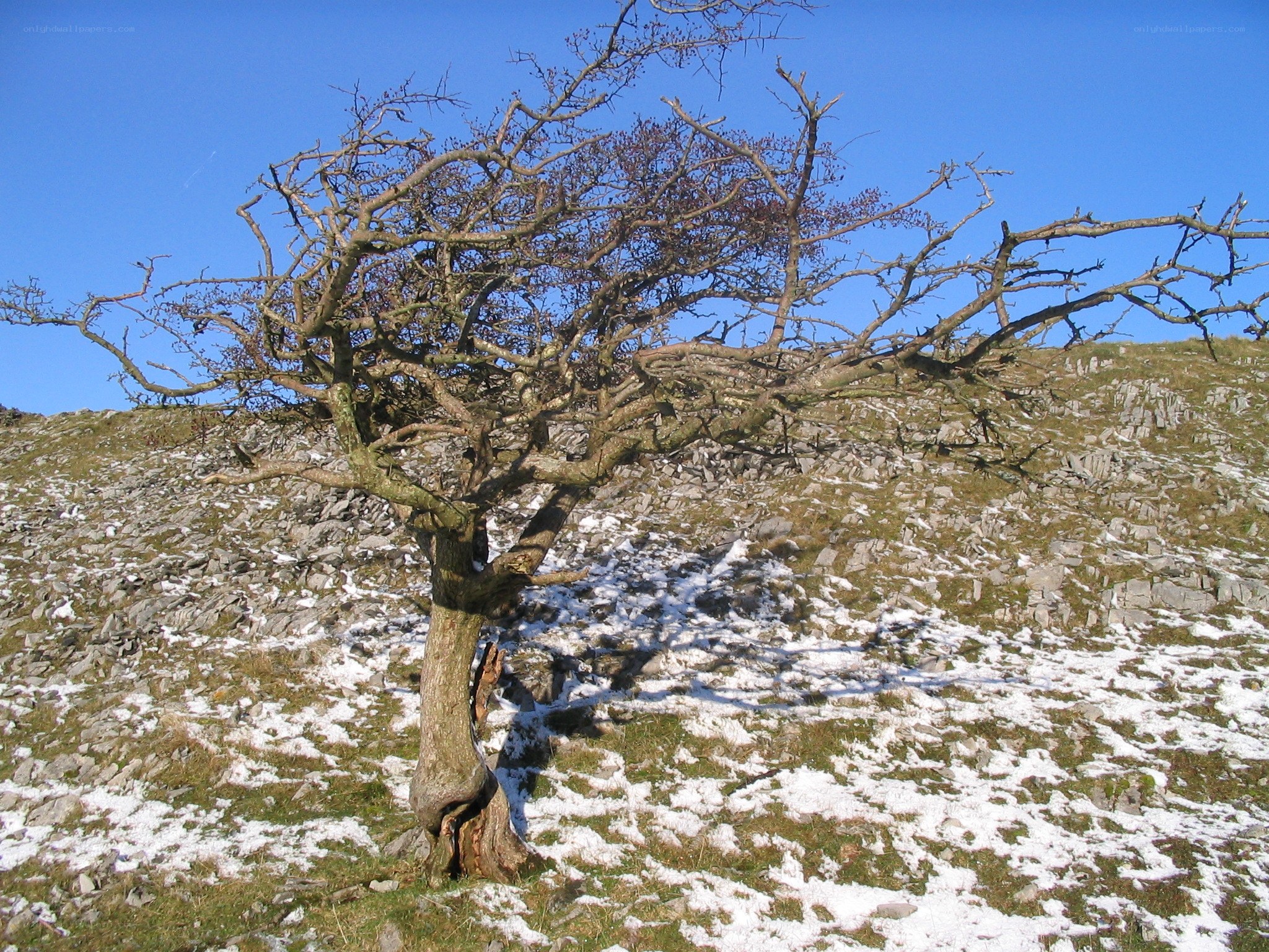 Bare tree on snowy hillside