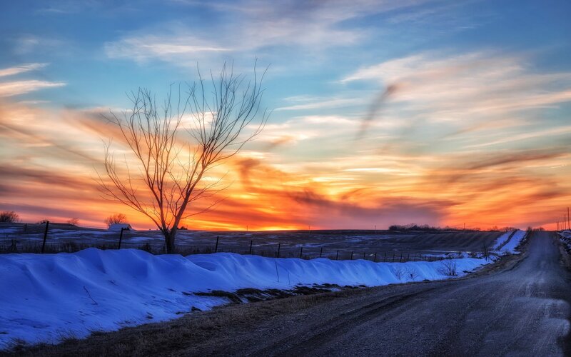 Bare Tree on Snowy Road