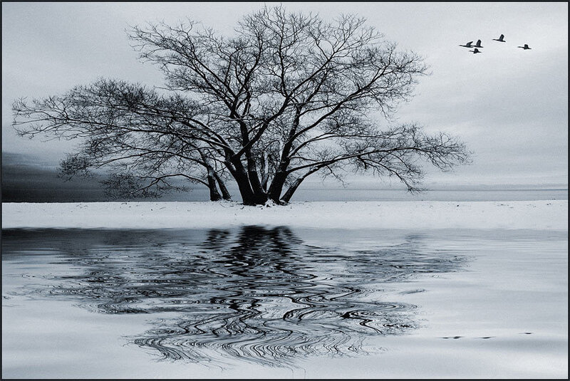 Bare Tree on Snowy Shore