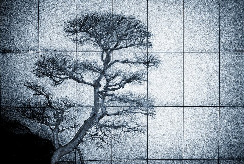 Bare Tree on Wall