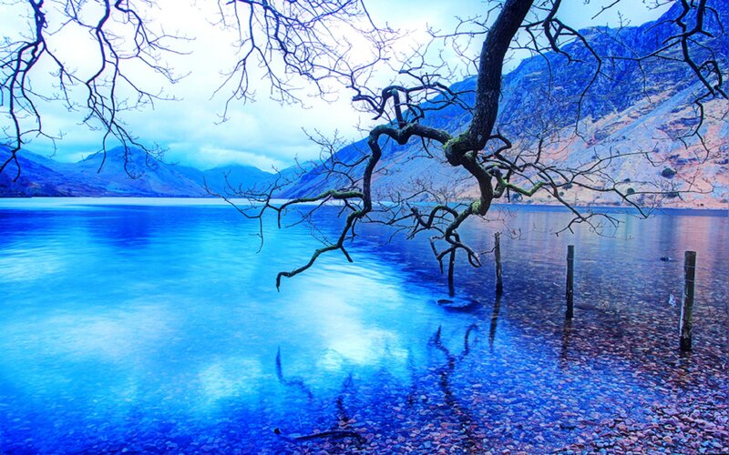 Bare Tree over Lake
