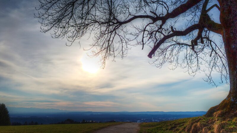 Bare Tree over Landscape